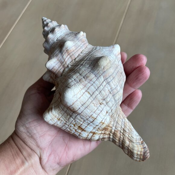 Florida State Shell Horse Conch, From Florida - Picture 3 of 10